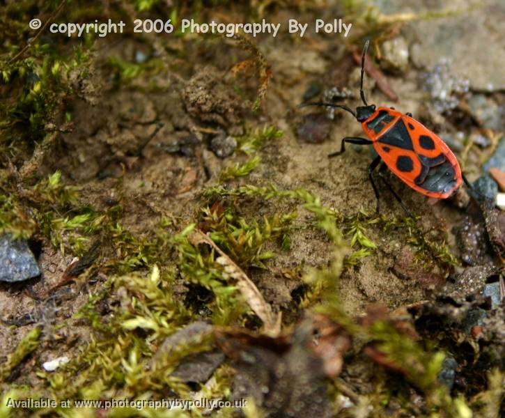 Beetle Bug Bonanza