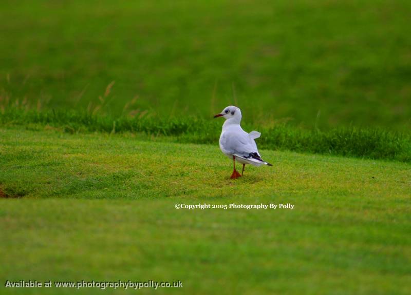 Beraggled Bird