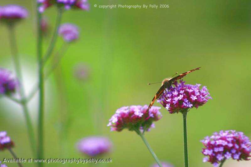 Beraggled Fly