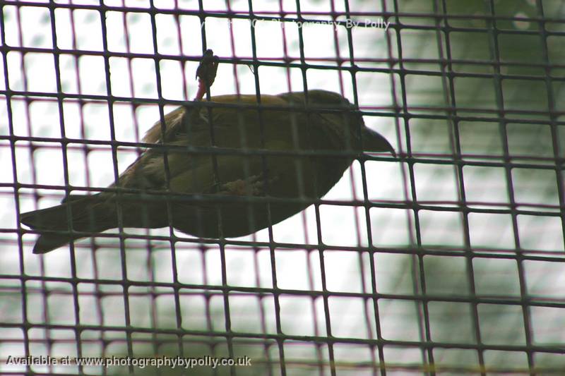 Bird Grid