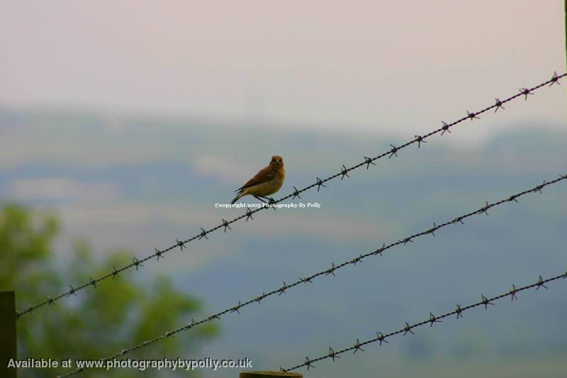 Bird On A Wire