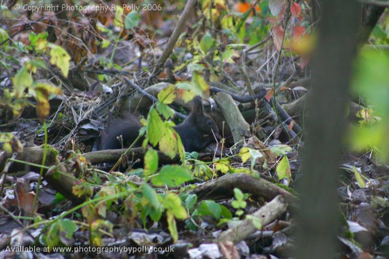 Black Squirrel