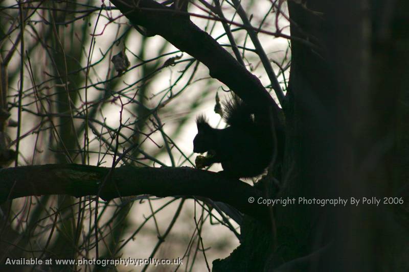 Black Squirrel Silhouette