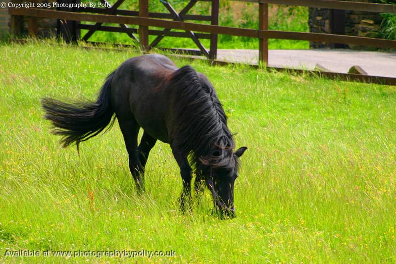 Black Beauty