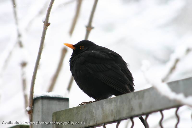 Blackbird Puff