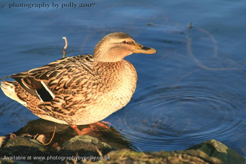 Blau Ducky