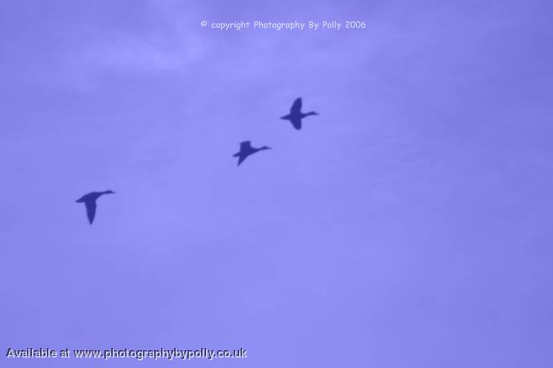 Blue Migration