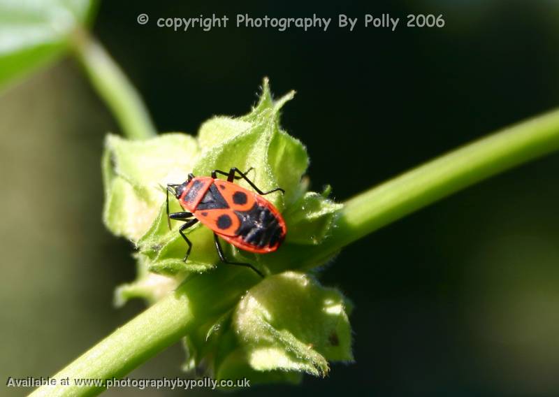 Bud Bug