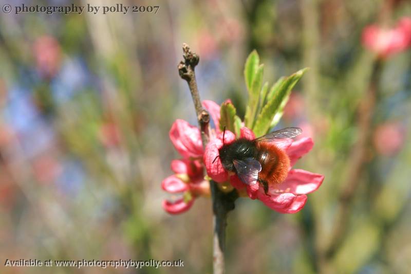 Bumble Bloom