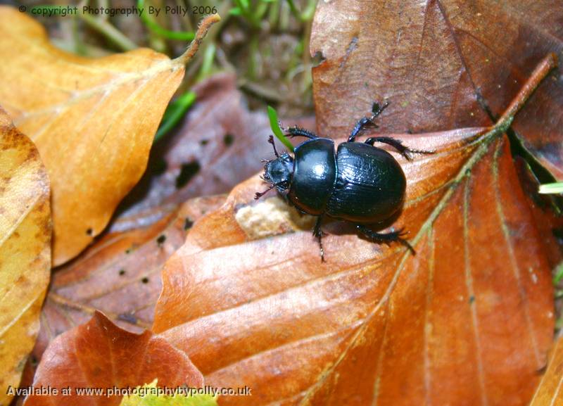 Busy Beetle