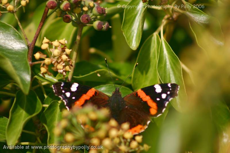 Butterfly Ball