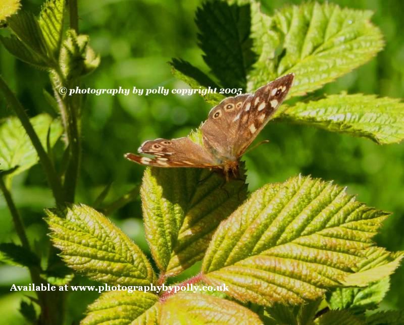 Butterfly close