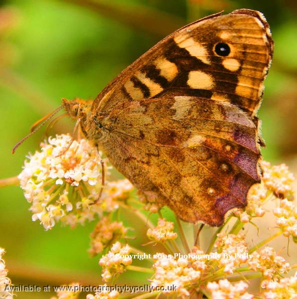 Butterfly Eyes