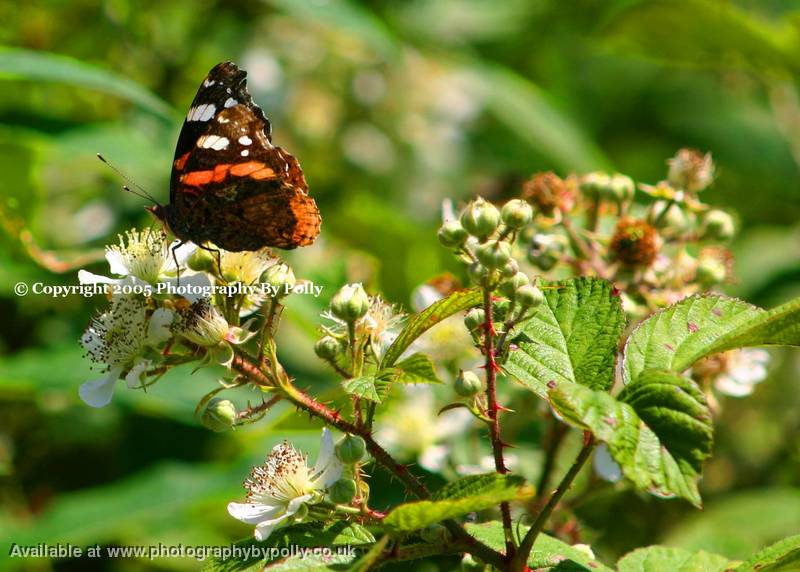 Butterfly 'n' Blossom