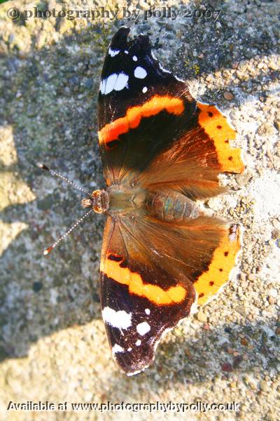 Butterfly Nose