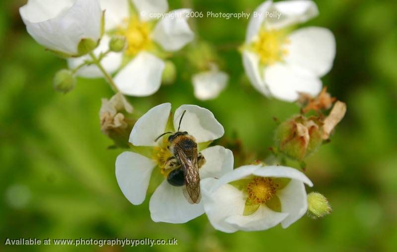 Buzzing Around