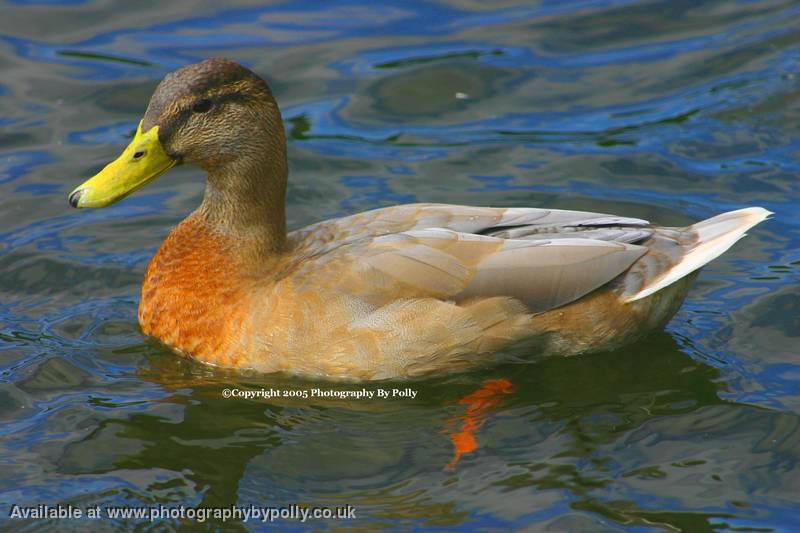 Caramel Duck