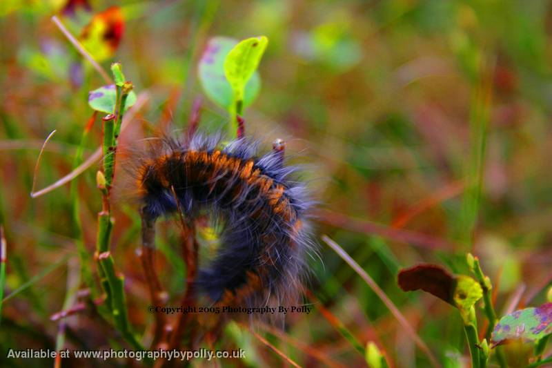 Caterpillar Crawl