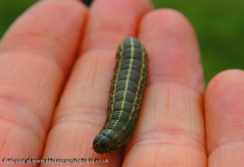 Caterpillar Palm