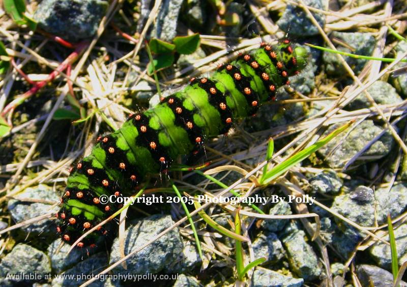 Caterpillar Spots