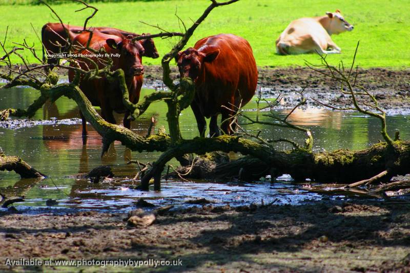 Cattle Cooler