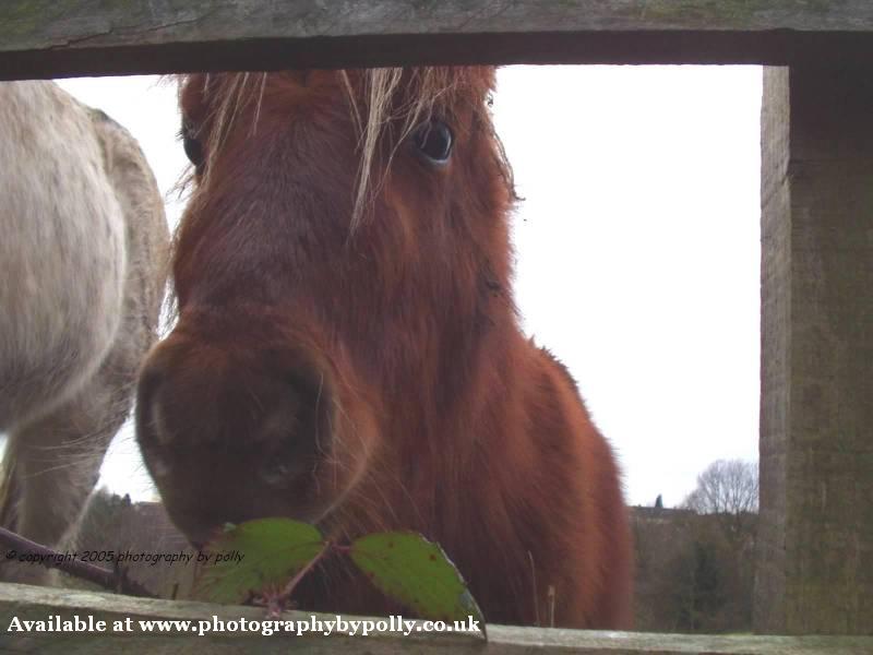 Chestnut Pony