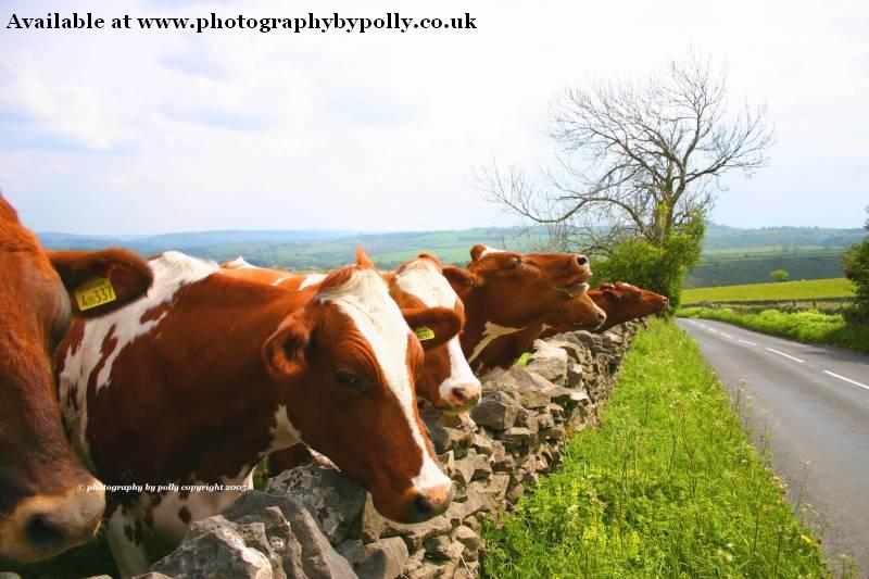 Cow Chorus