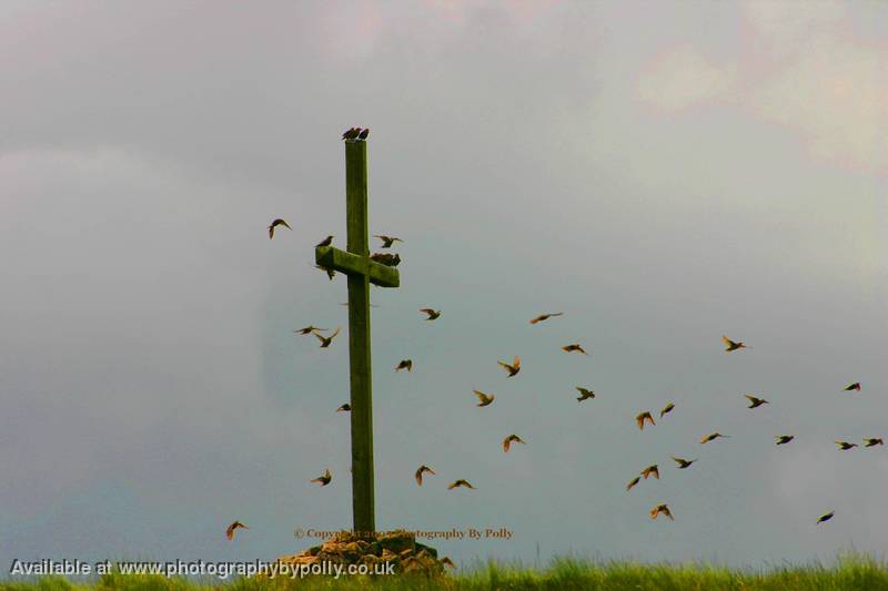 Cross Birds