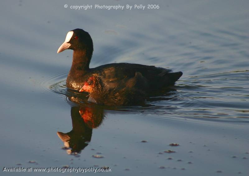 Dawn Moorhen