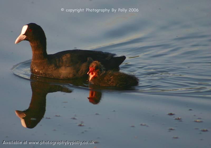 Dawn Moorhen 2