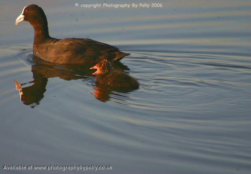 Dawn Moorhen 3