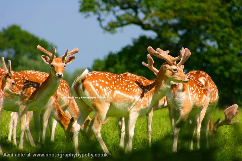 Deer Herd