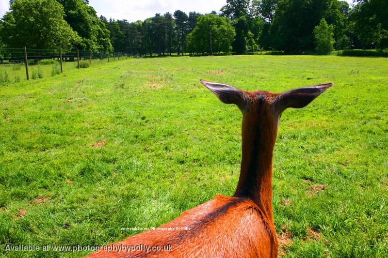 Deers Eye View