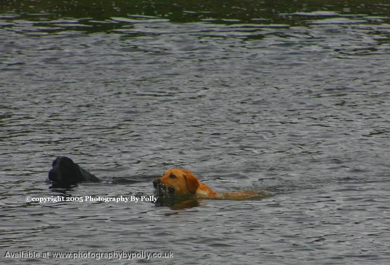 Doggy Paddle