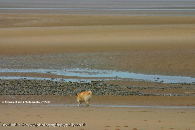 Dogs A Beach