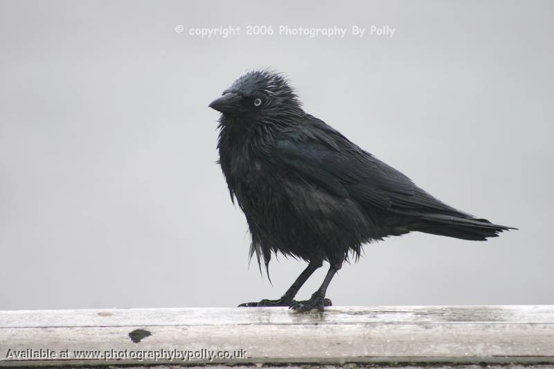 Drunken Jackdaw