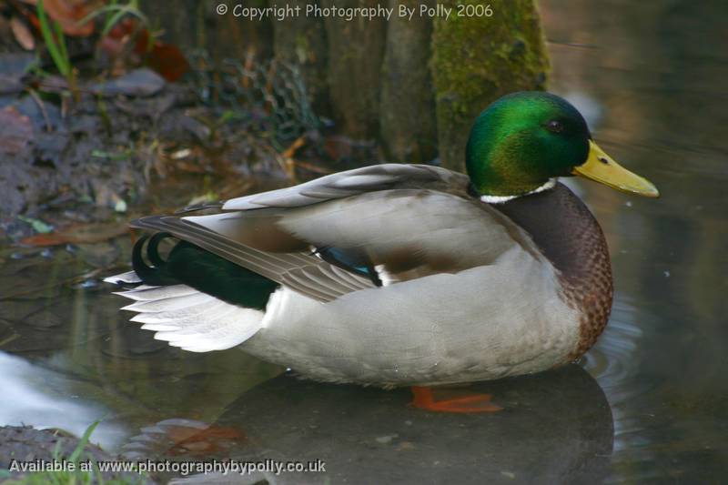 Duck Paddle