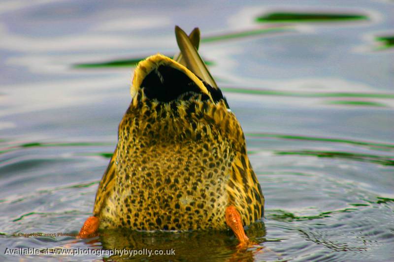 Ducks Butt