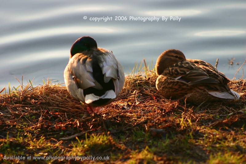 Ducky Beddy Byes