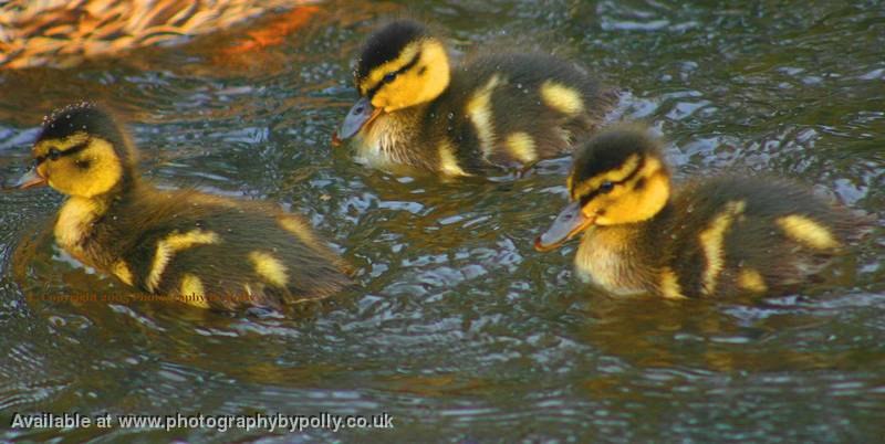 Ducky Trio