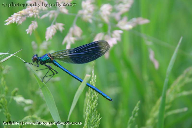 Emerald Wings