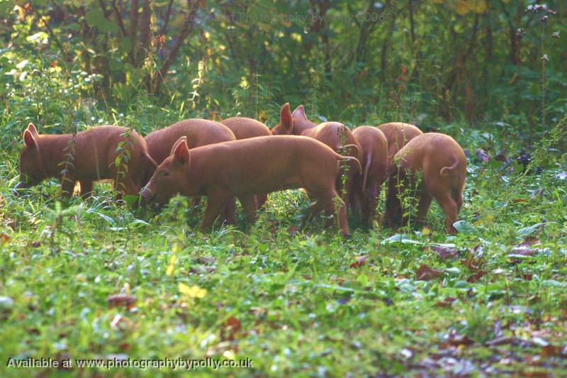 Escaped Piglets