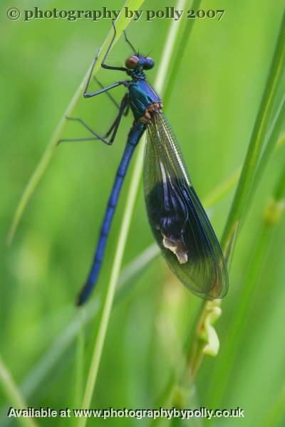 Eye Lashes 2