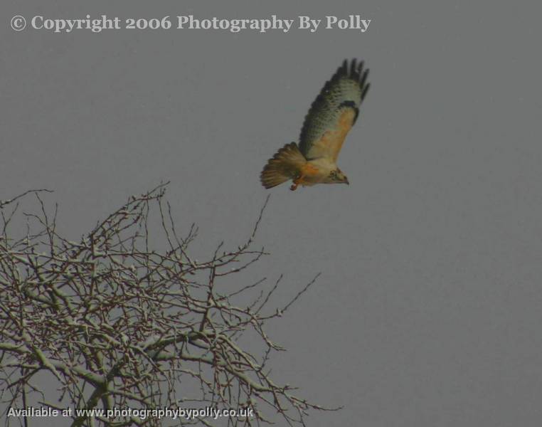 Falcon Cropped