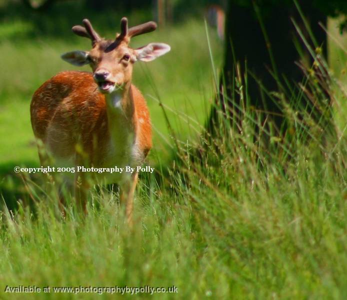 Fluffy Deer