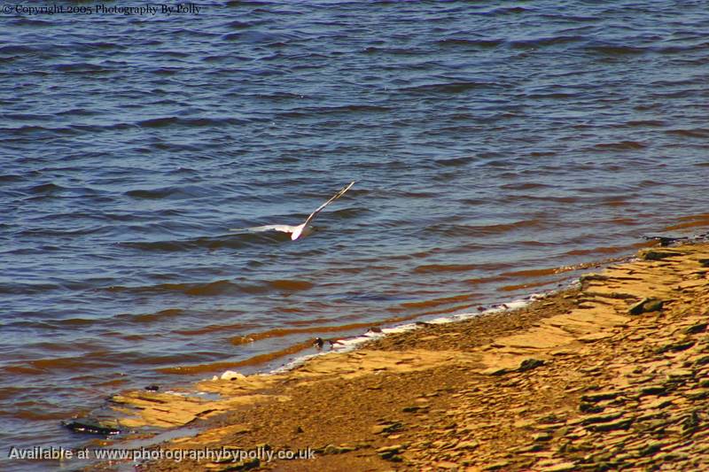 Fly The Shoreline