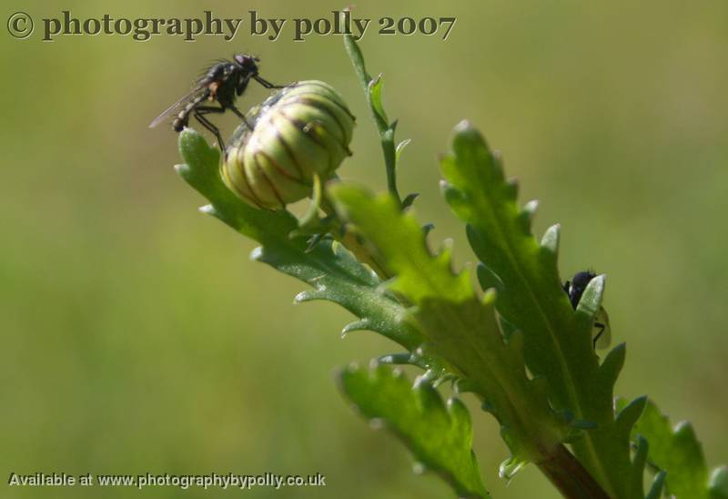 Fly Trap