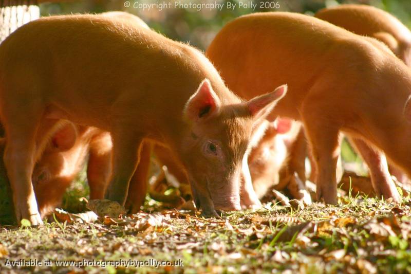 Foraging Piglets