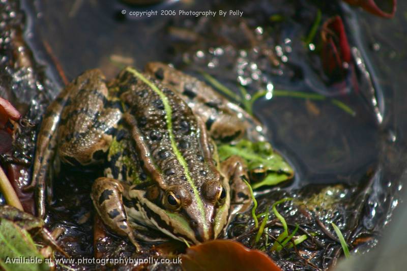 Frog Pile