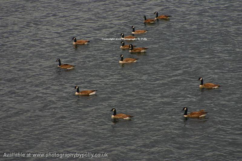 Gather of Geese